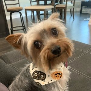 Meet your Posher, Susan